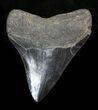 Serrated Megalodon Tooth - Georgia #32667-1